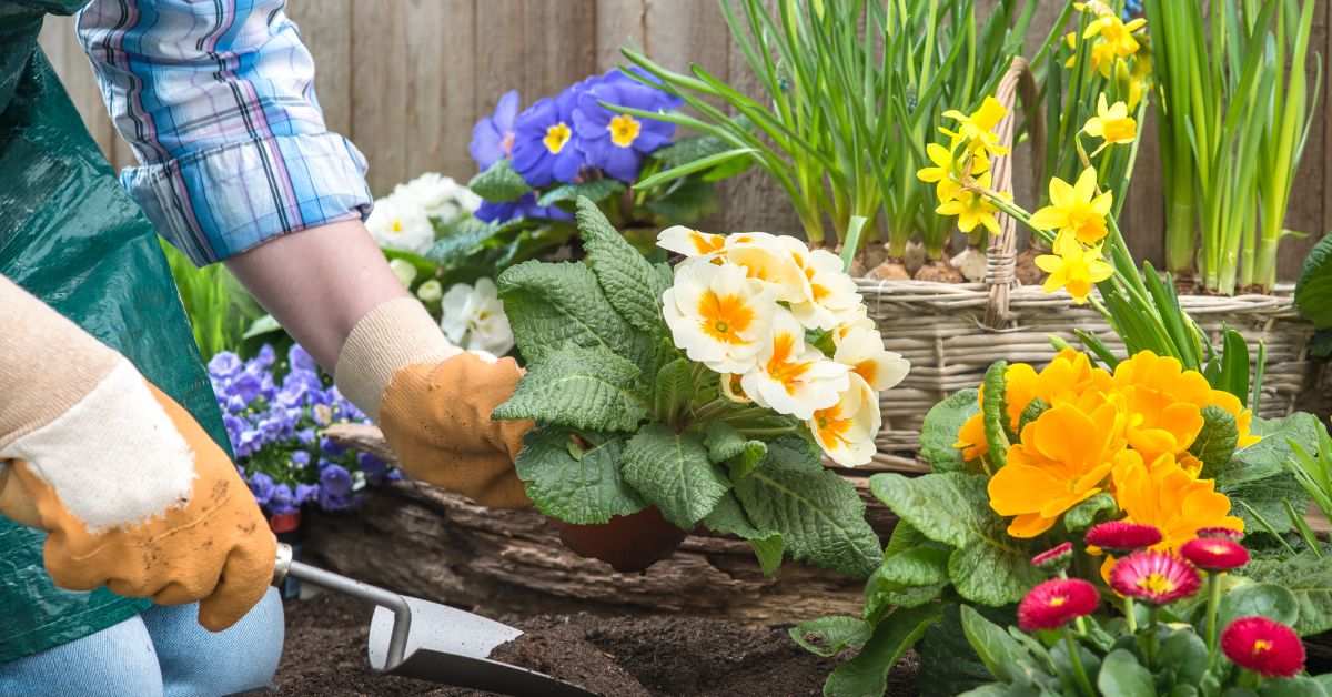Consejos de plantas, flores y jardinería de Amazonia Home