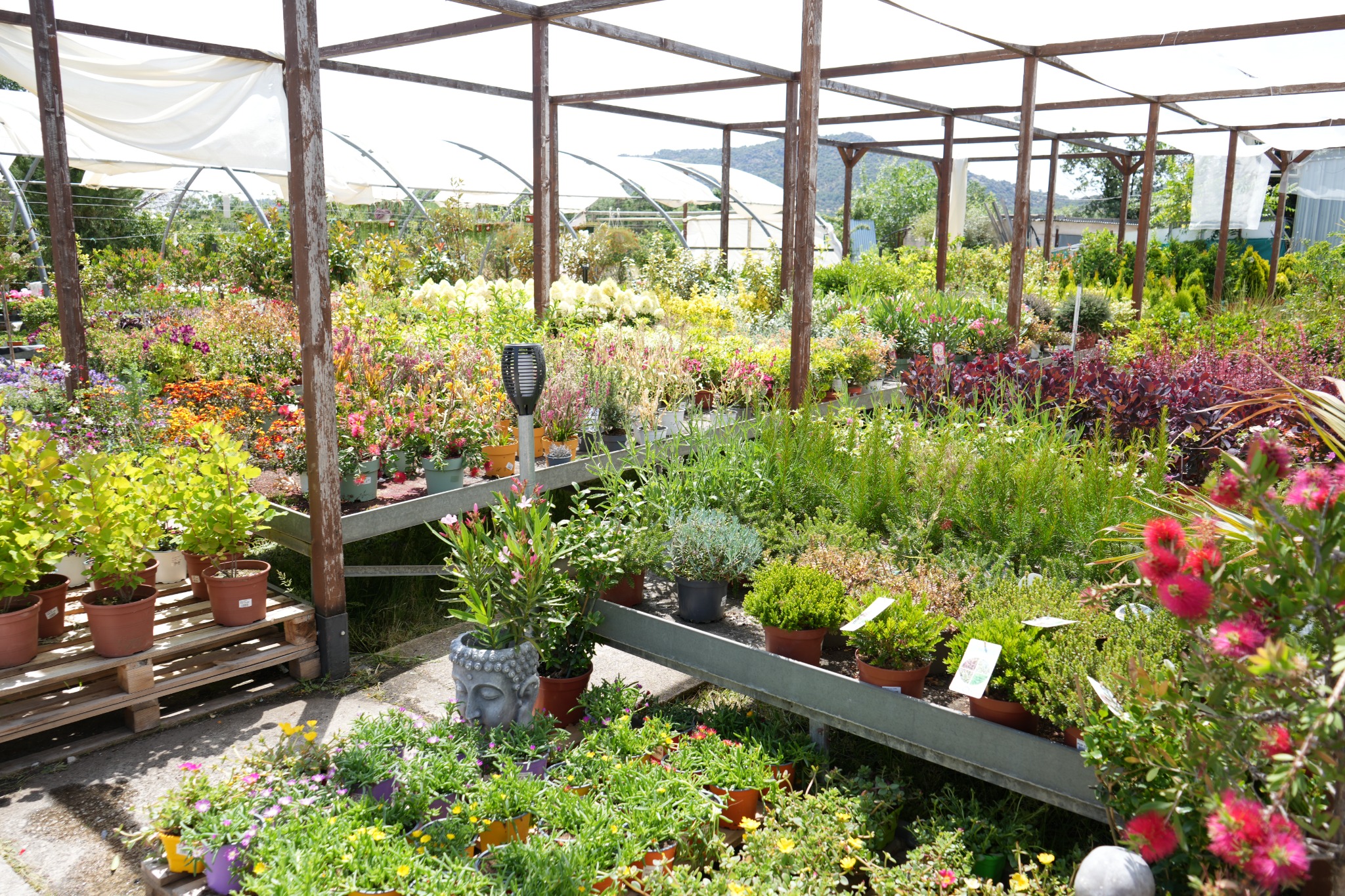 Servicio de plantas