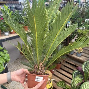 Cyca revoluta