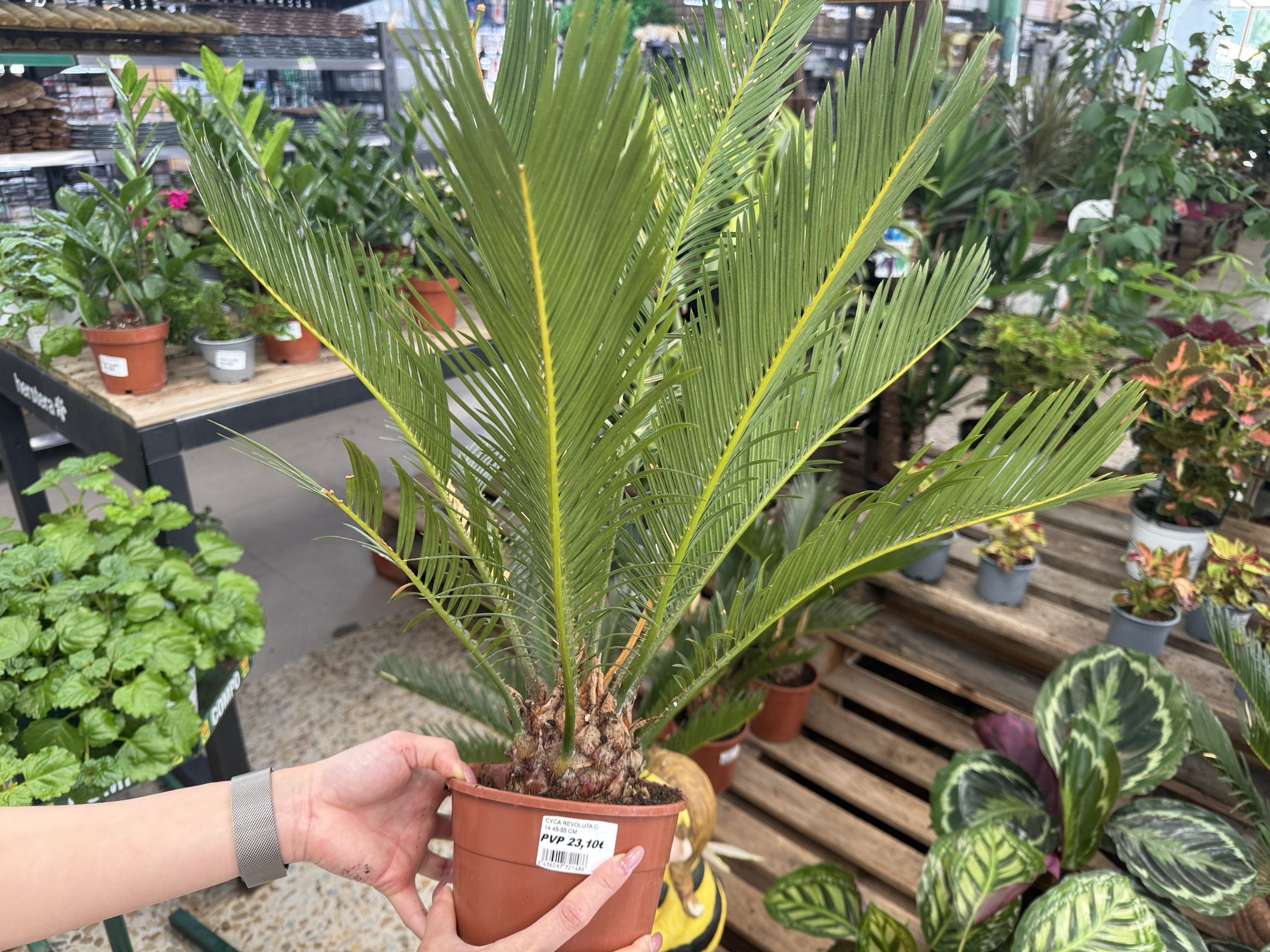 Cyca revoluta