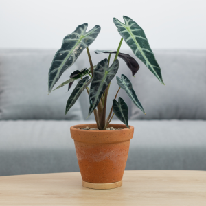 Alocasia Zebrina