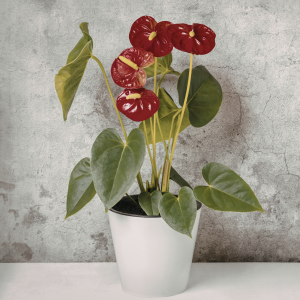 Anthurium
