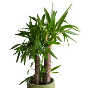 Yucca 18-60-30