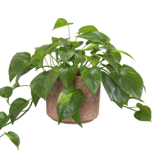 Pothos tutor C17 M