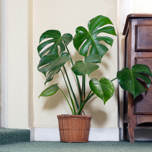 Monstera Deliciosa