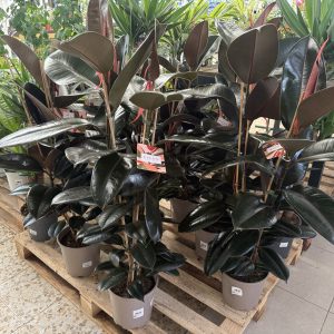 Ficus