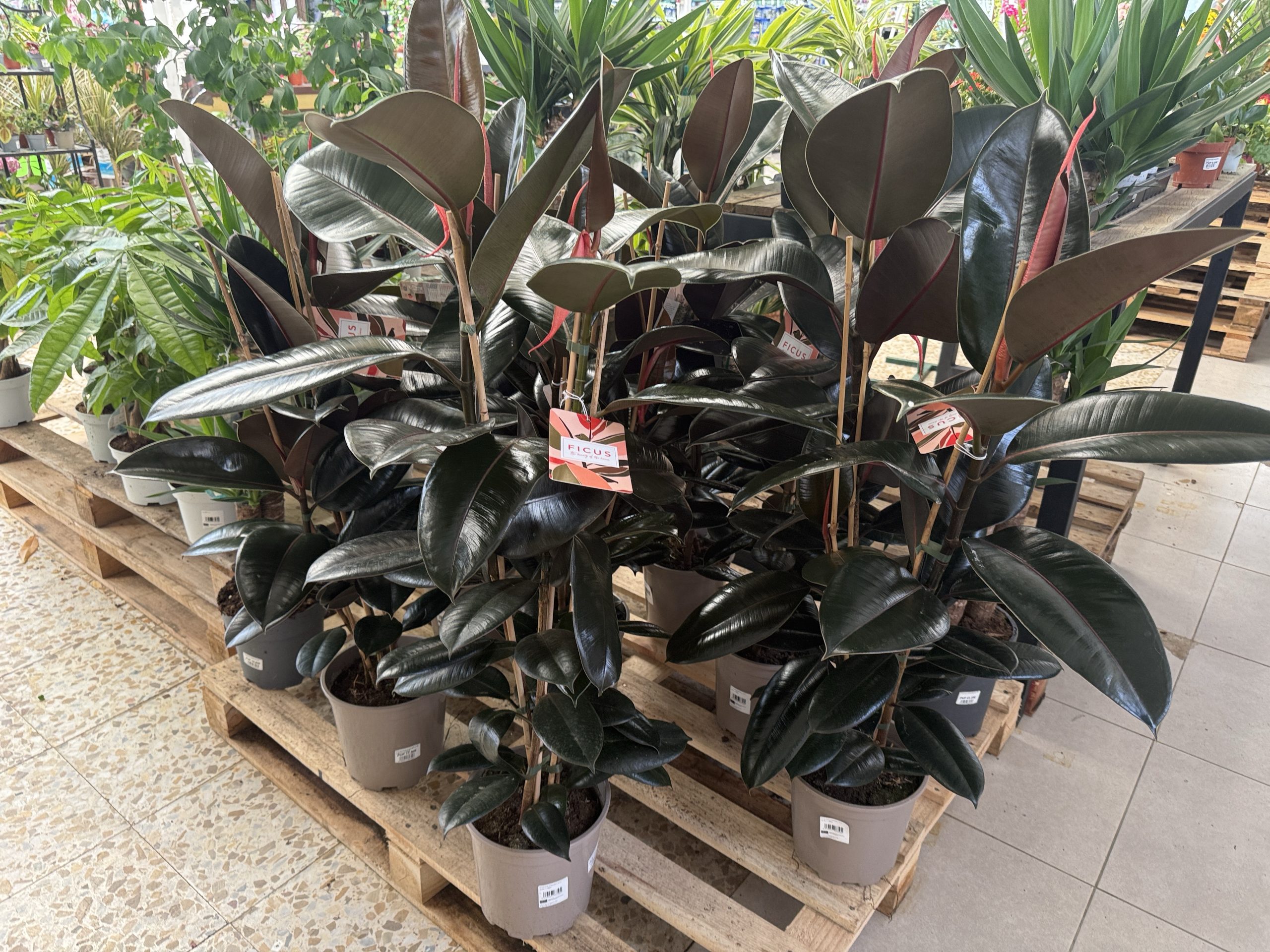 Ficus