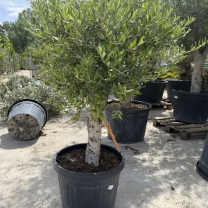 Olivo