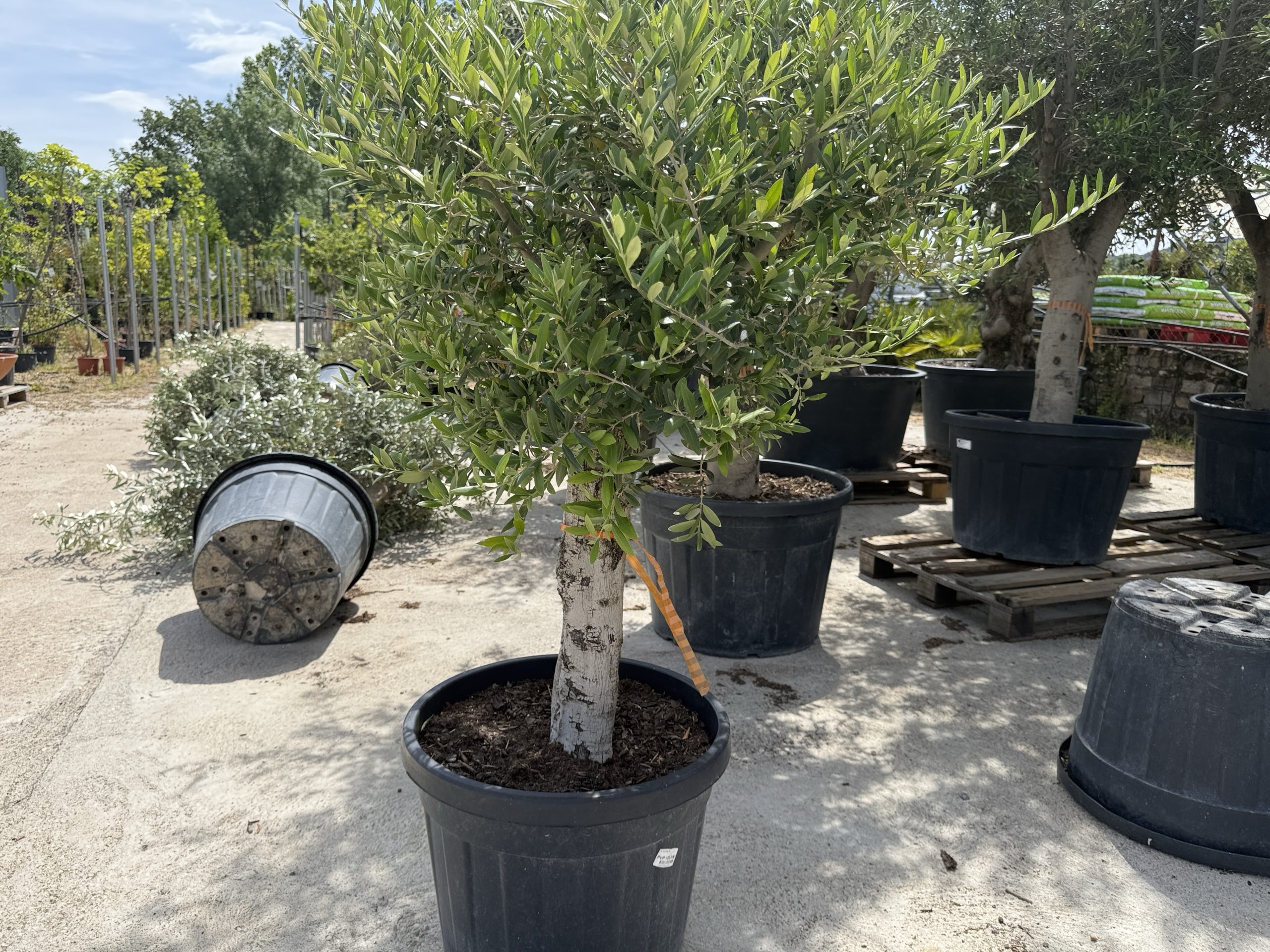 Olivo