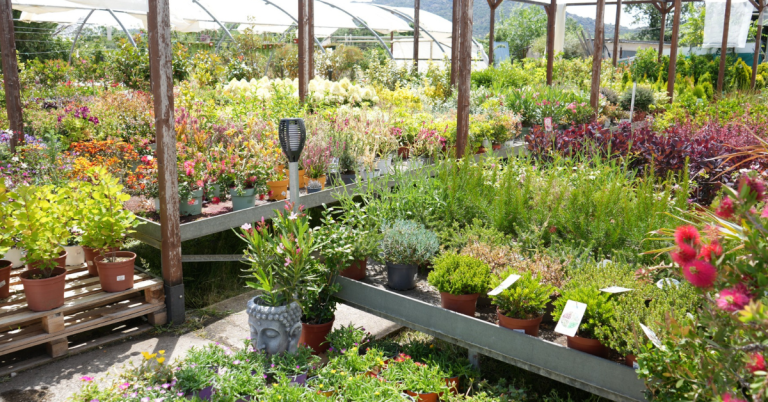 Plantas de exterior