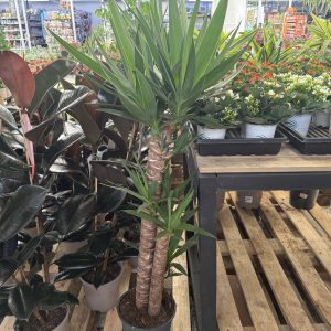 Yucca grande