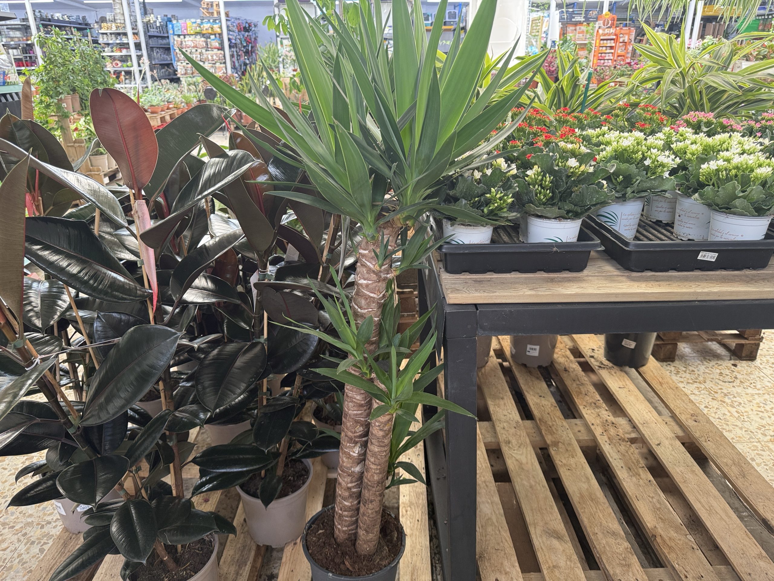 Yucca grande