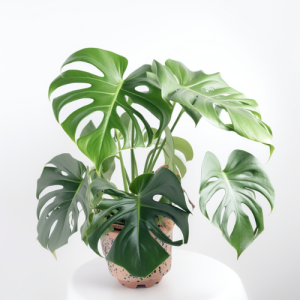 Monstera C 17